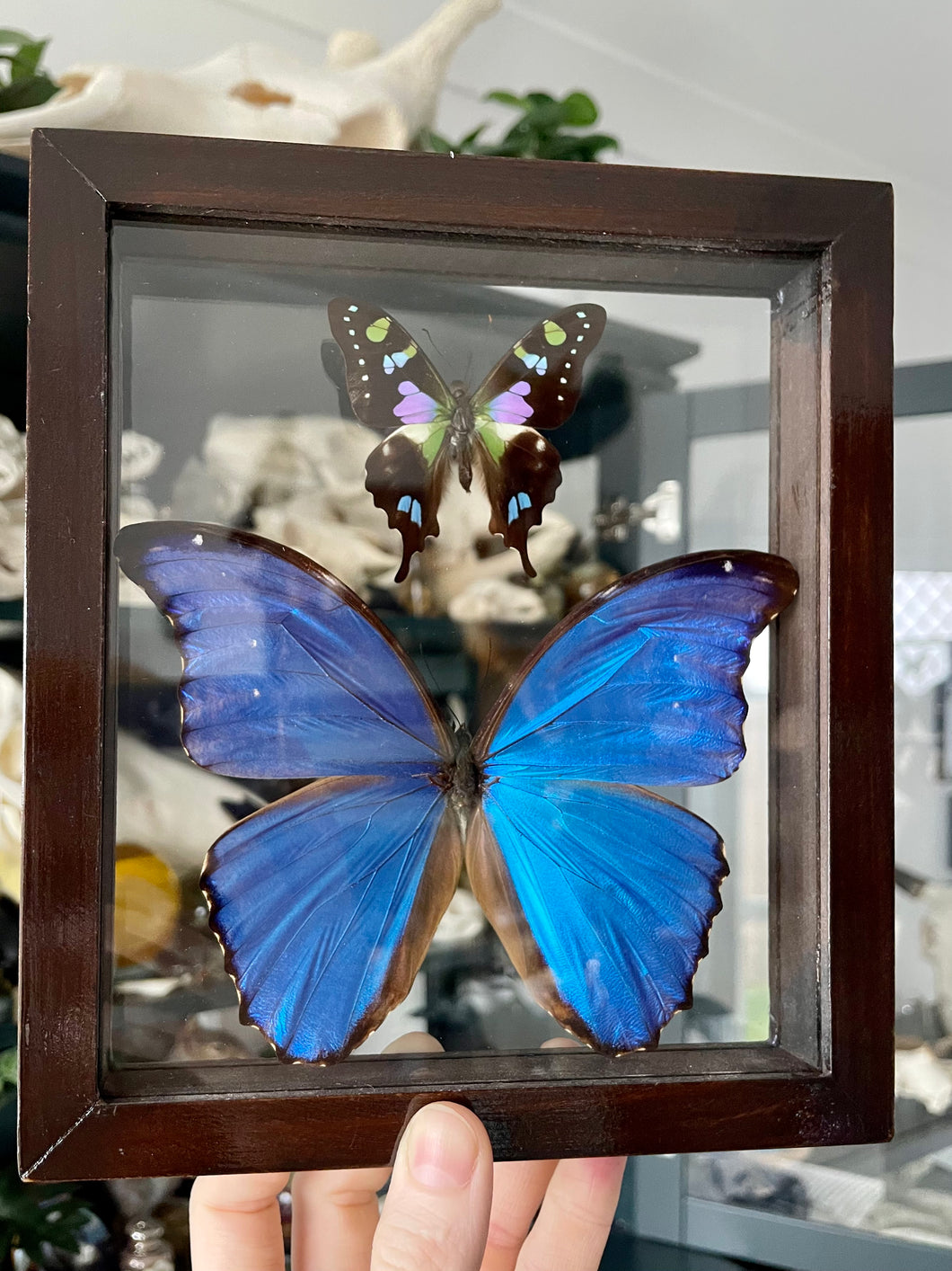 Graphium Weiskei & Blue Morpho Duo Clear Frame