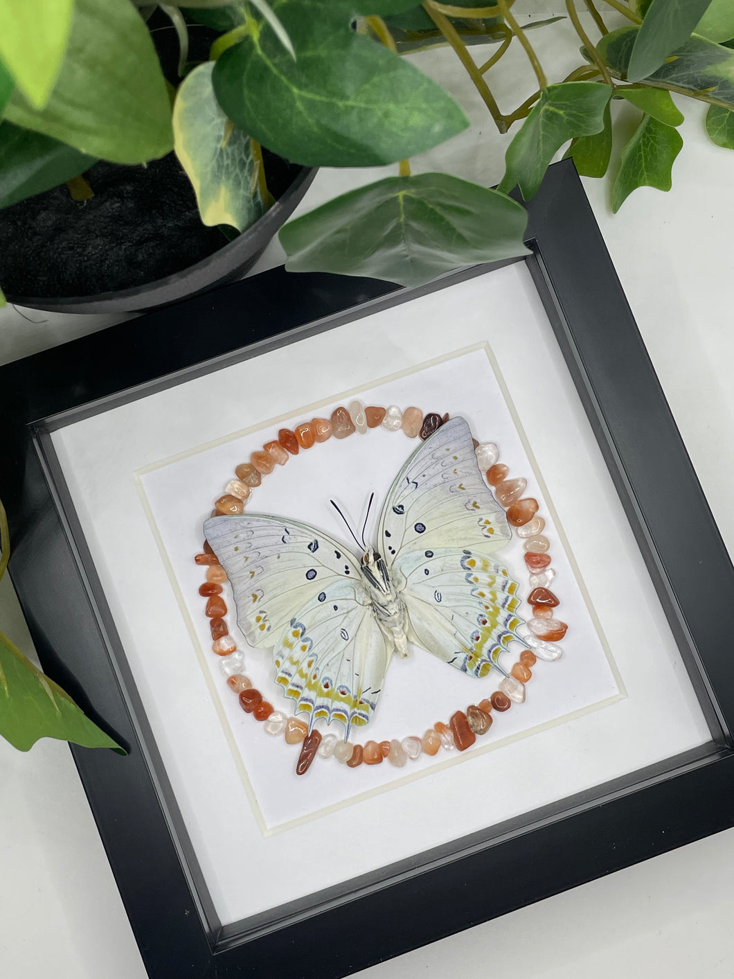 Polyura Delphis Concha Butterfly | Carnelian Crystal Chips
