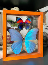 Load image into Gallery viewer, Blue Morpho &amp; Agrias Butterfly Duo Clear Frame
