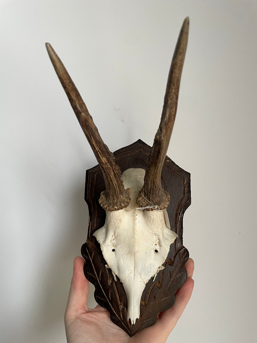 Deer Skull Shield + Jaw Bone #54