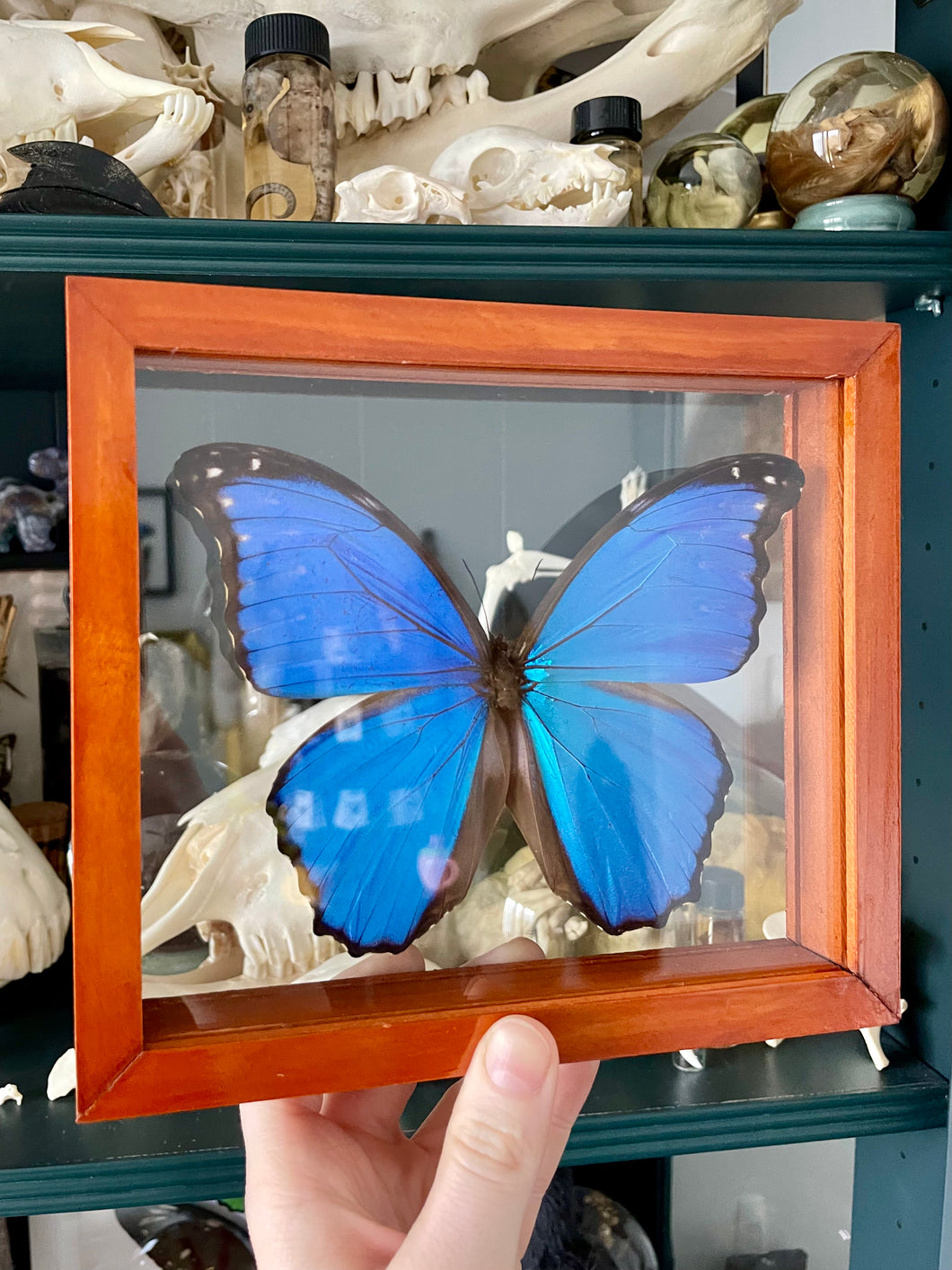 Blue Morpho Butterfly in a Clear Frame