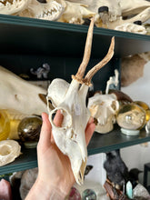 Load image into Gallery viewer, Deer Skull Skull Cap #90
