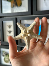Load image into Gallery viewer, White Knobby Starfish
