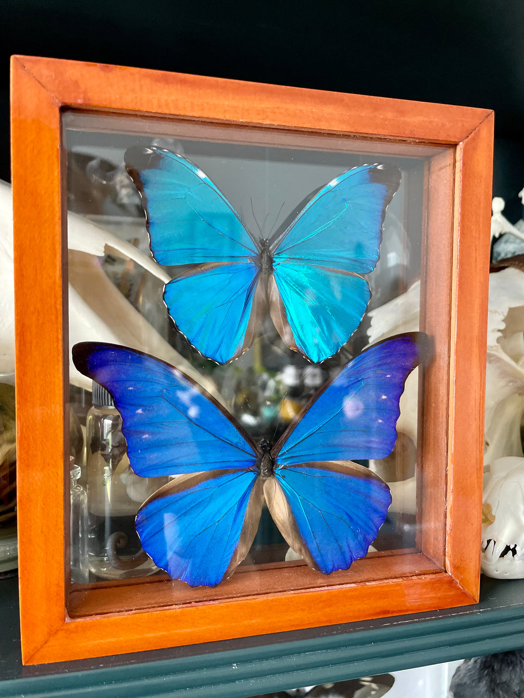 Blue Morpho Duo Butterfly Clear Frame