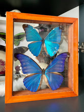 Load image into Gallery viewer, Blue Morpho Duo Butterfly Clear Frame
