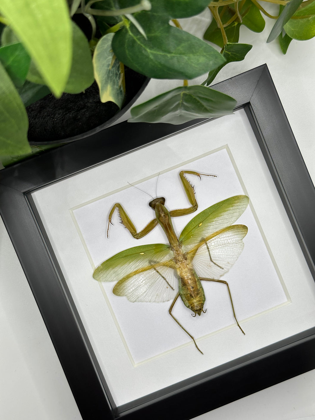 Green Mantis sp. in a square frame