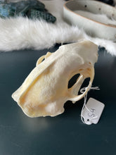 Load image into Gallery viewer, Skunk Skull #4
