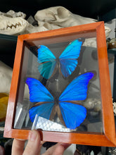 Load image into Gallery viewer, Blue Morpho Duo Butterfly Clear Frame
