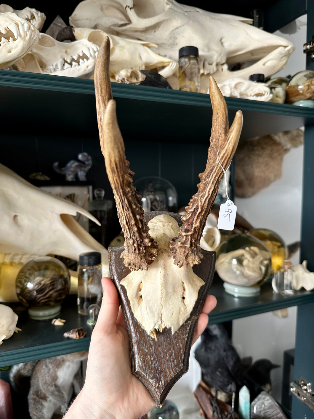 Deer Skull Shield #95