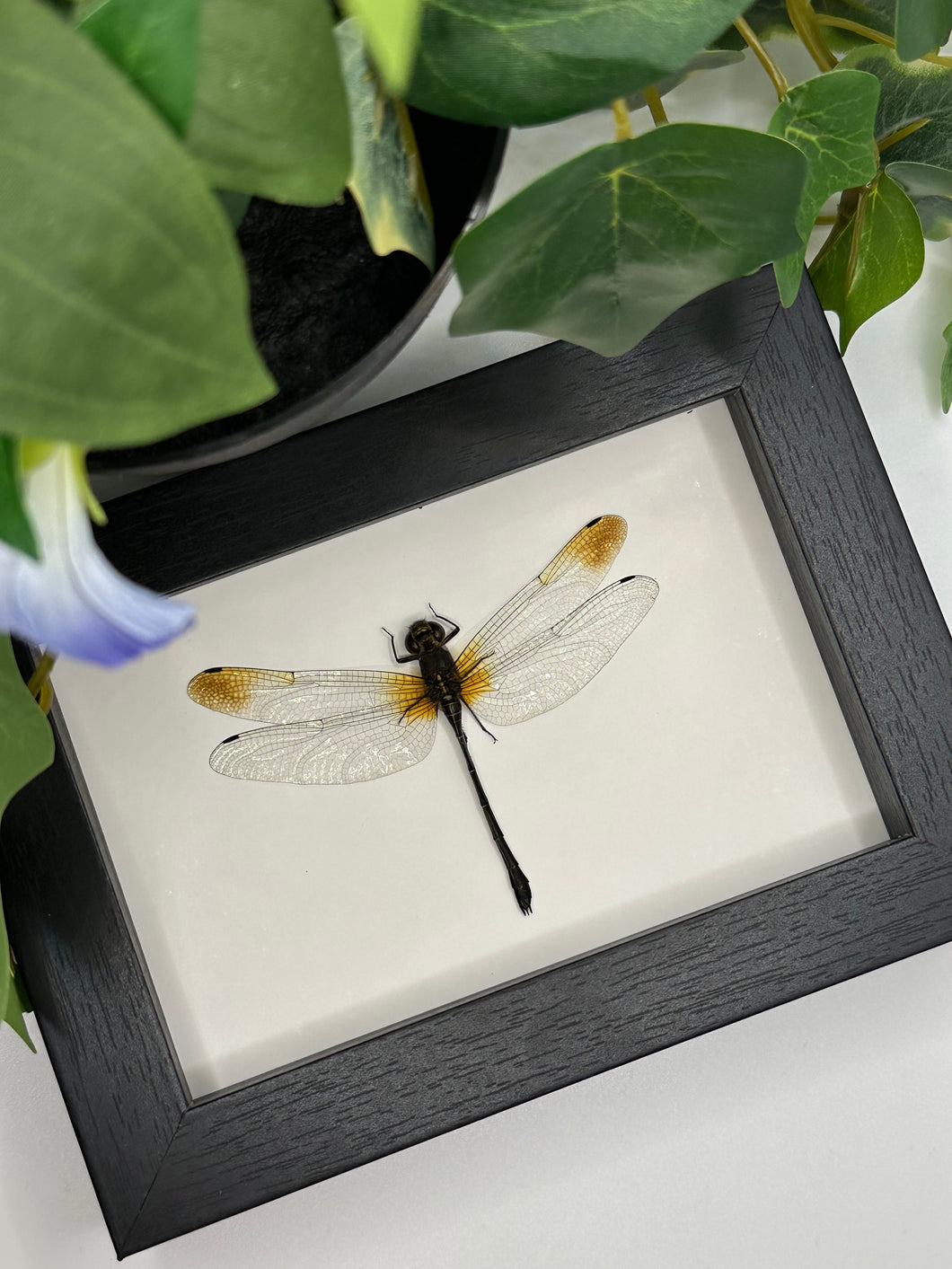 Java Dragonfly sp. in a frame