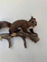 Load image into Gallery viewer, “Mason” Taxidermy Squirrel
