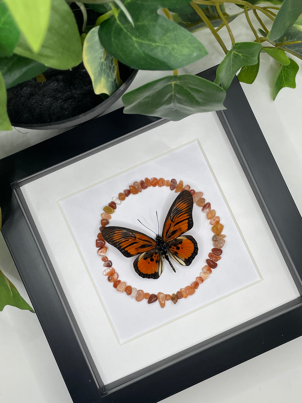 Pseudacraea Clarkii Butterfly | Carnelian Crystal Chips