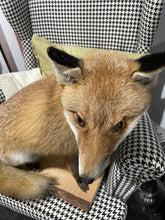 Load image into Gallery viewer, “Butters” XL Taxidermy Fox | Brisbane Pick Up ONLY - No Delivery
