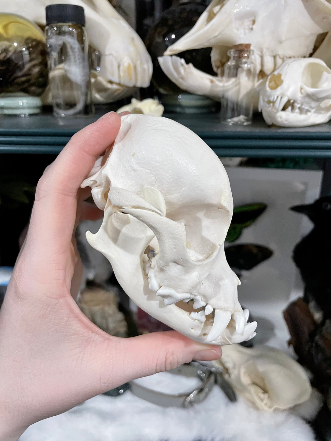 West Highland Terrier Dog Skull | Female