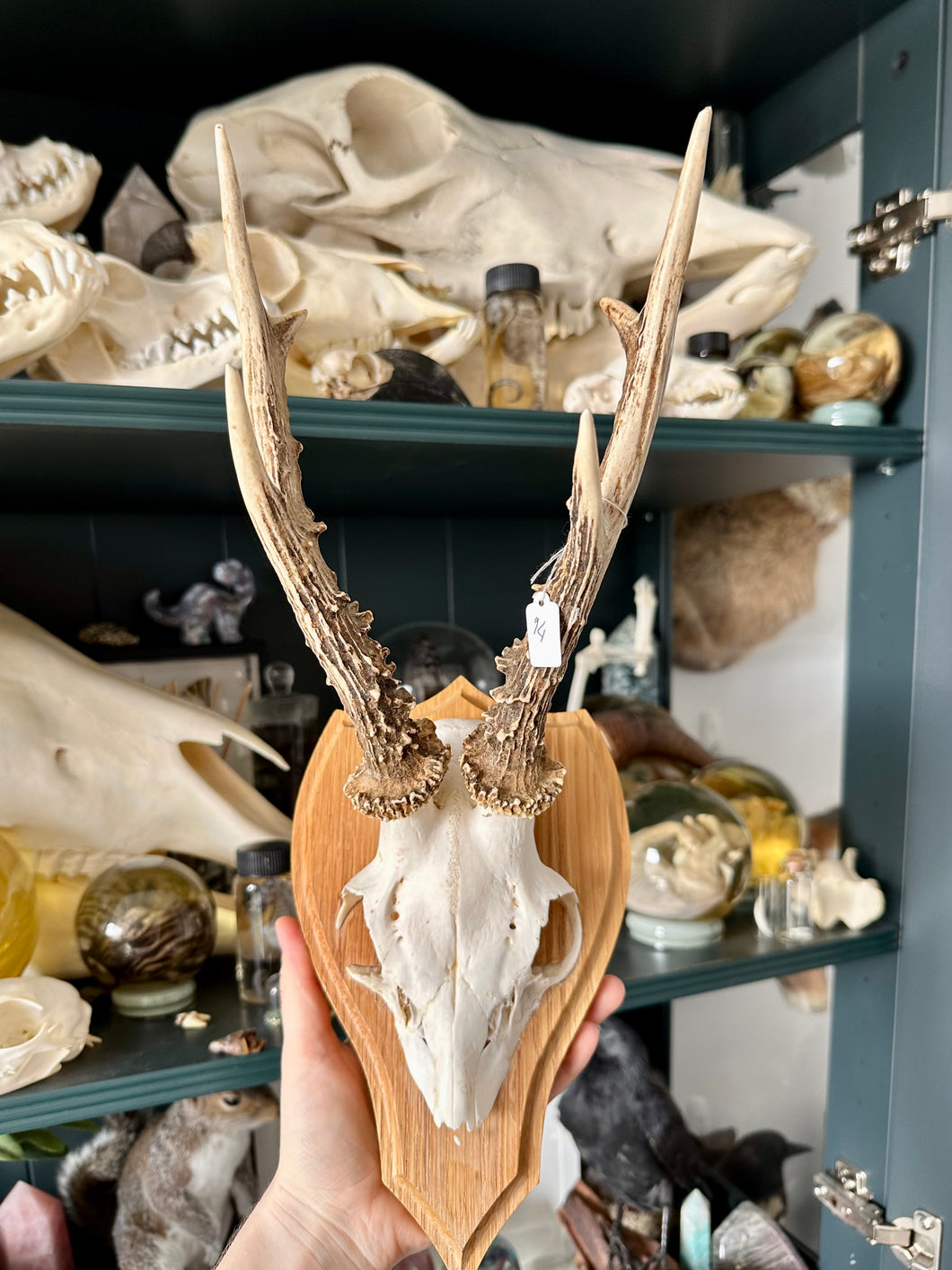 Deer Skull Shield #94