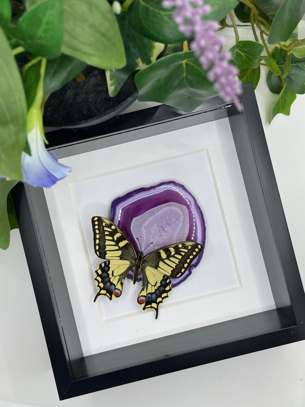Old World Swallowtail / Papilio Machaon in a frame + Agate
