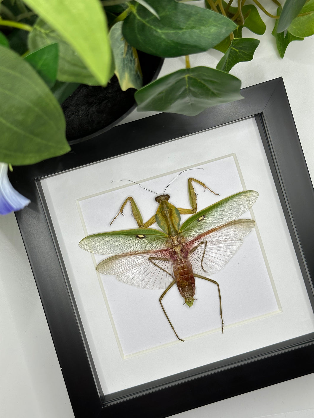 Mantis sp. in a square frame
