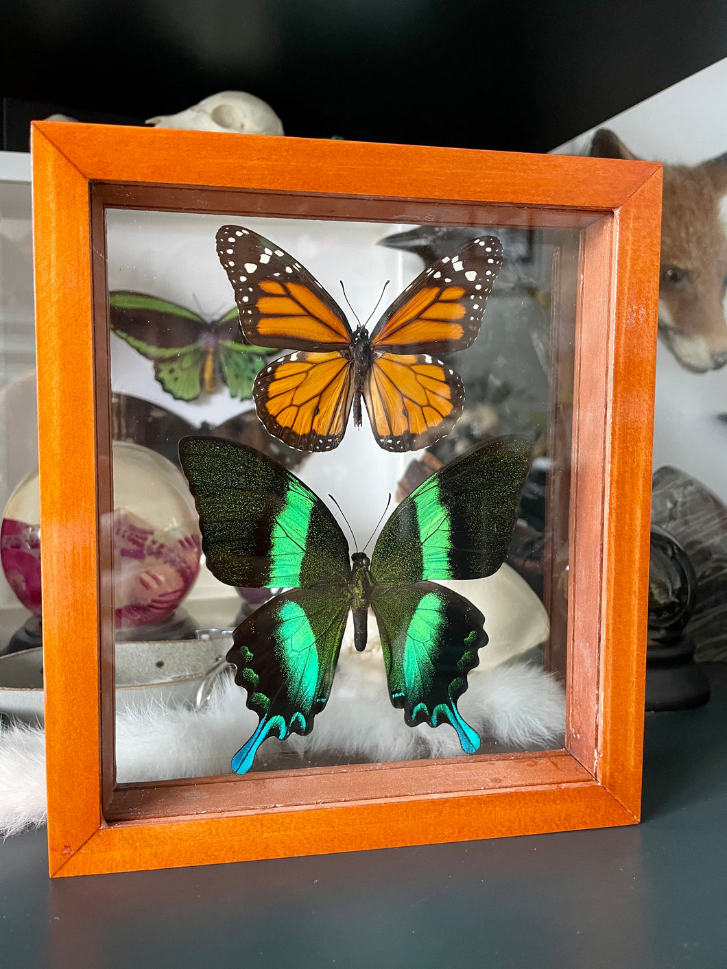 Monarch & Papilio Blumei Duo Clear Frame