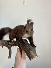 Load image into Gallery viewer, “Mason” Taxidermy Squirrel
