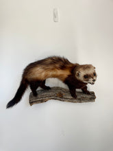 Load image into Gallery viewer, “Marvellous” Taxidermy Ferret
