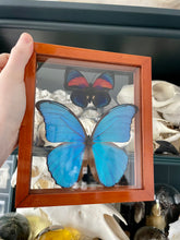 Load image into Gallery viewer, Blue Morpho &amp; Agrias Butterfly Duo Clear Frame
