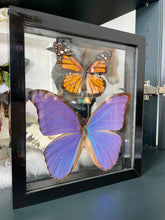 Load image into Gallery viewer, Monarch &amp; Blue Morpho Duo Clear Frame
