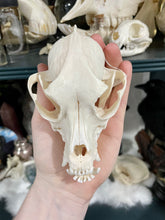 Load image into Gallery viewer, Chinese Crested Dog Skull | Female
