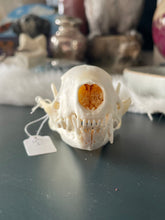 Load image into Gallery viewer, Skunk Skull #4
