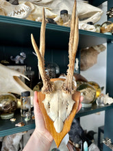 Load image into Gallery viewer, Roe Deer Skull Shield #93
