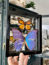 Load image into Gallery viewer, Monarch &amp; Blue Morpho Duo Clear Frame
