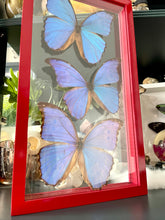 Load image into Gallery viewer, Blue Morpho Trio in a Clear Frame
