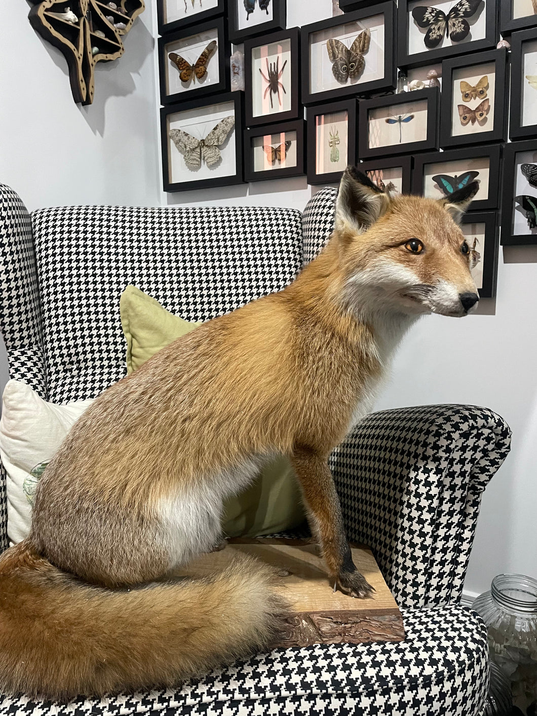 “Butters” XL Taxidermy Fox | Brisbane Pick Up ONLY - No Delivery