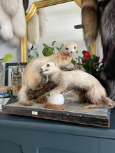 Load image into Gallery viewer, “Mars &amp; Flash” Taxidermy Polecat Couple
