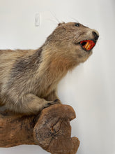 Load image into Gallery viewer, “Woody” Taxidermy Marmot
