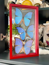 Load image into Gallery viewer, Blue Morpho Trio in a Clear Frame

