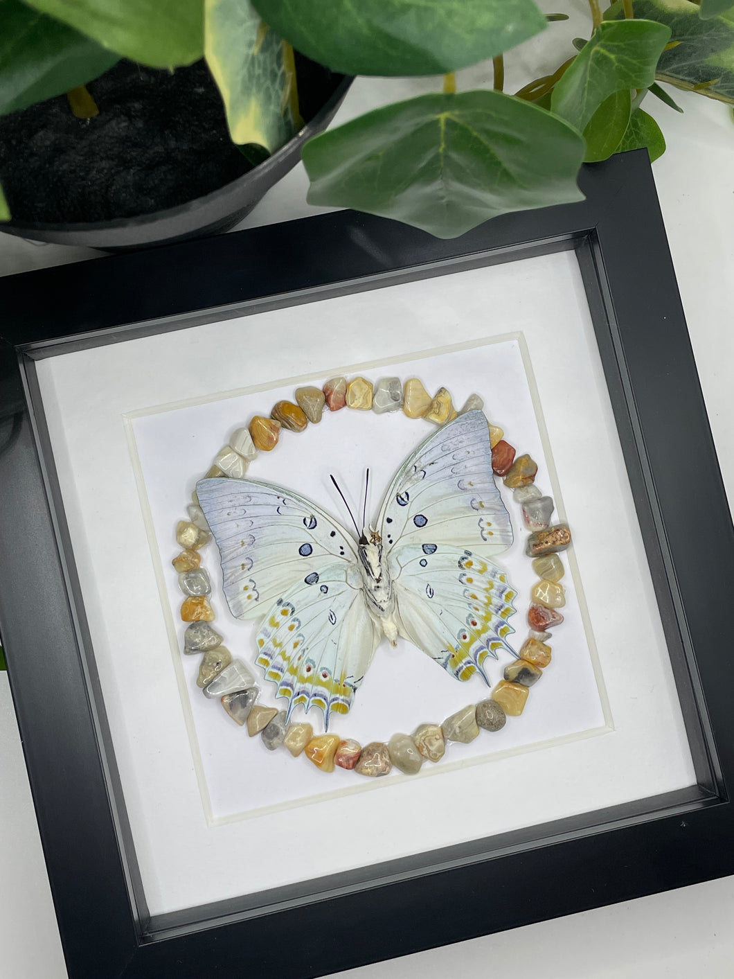 Polyura Delphis Concha Butterfly | Crazy Lace Agate Crystal Chips