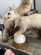 Load image into Gallery viewer, “Mars &amp; Flash” Taxidermy Polecat Couple
