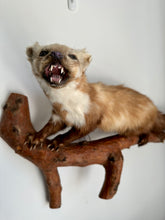 Load image into Gallery viewer, “Grem” Taxidermy Beech Marten
