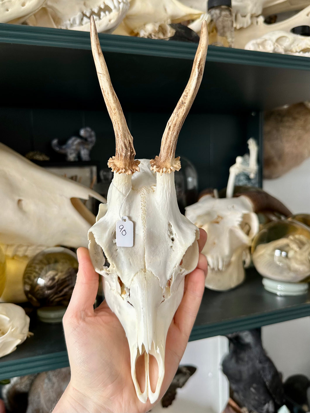 Deer Skull Skull Cap #90