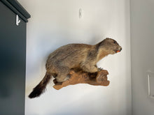 Load image into Gallery viewer, “Woody” Taxidermy Marmot
