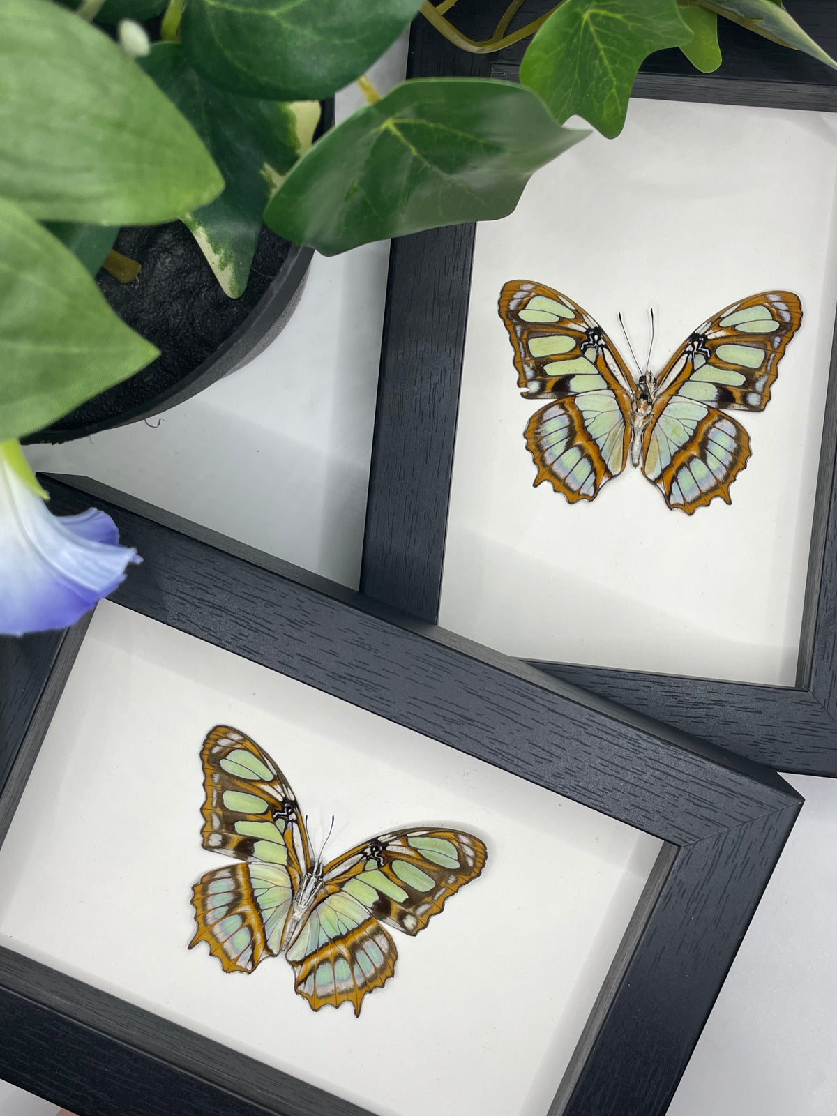 Malachite butterfly / Siproeta Stelenes in a frame