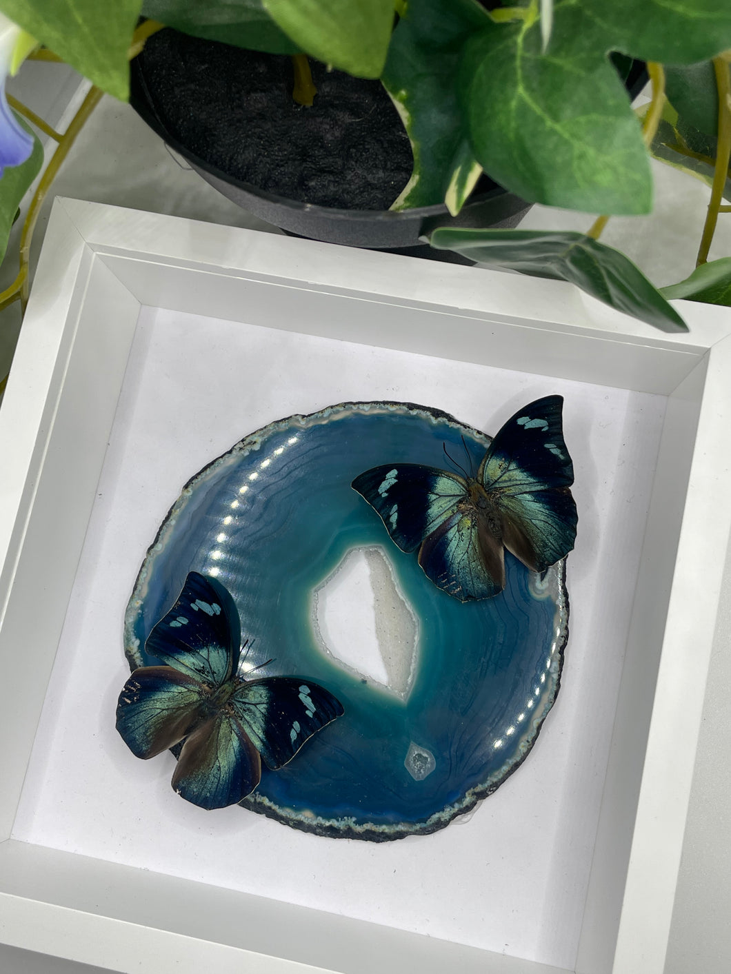 Corner-Spotted Leafwing Butterfly & Agate Duo Frame