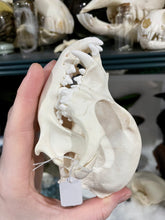 Load image into Gallery viewer, West Highland Terrier Dog Skull | Female
