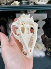 Load image into Gallery viewer, Chinese Crested Dog Skull | Female
