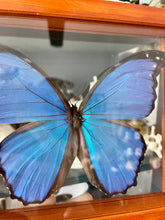 Load image into Gallery viewer, Blue Morpho Butterfly in a Clear Frame
