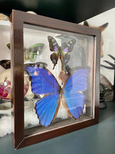 Load image into Gallery viewer, Graphium Weiskei &amp; Blue Morpho Duo Clear Frame
