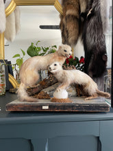 Load image into Gallery viewer, “Mars &amp; Flash” Taxidermy Polecat Couple
