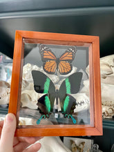 Load image into Gallery viewer, Monarch &amp; Papilio Blumei Duo Clear Frame
