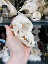 Load image into Gallery viewer, Chinese Crested Dog Skull | Female
