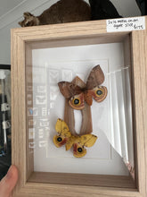 Load image into Gallery viewer, 2 x Io Moth on Agate in a frame
